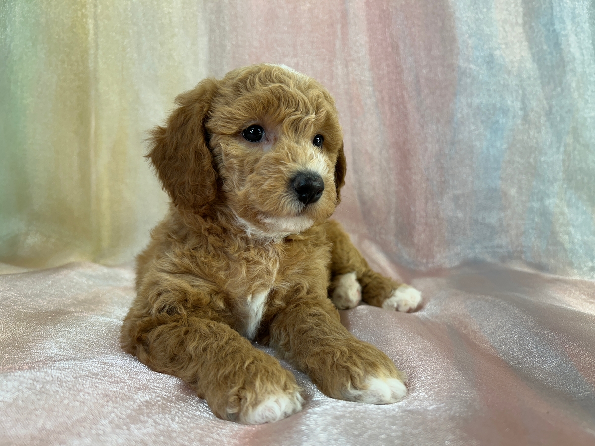 Female Bichon Poodle Puppy for Sale DOB 8-25-2025 $950